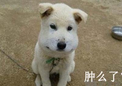 肿么了