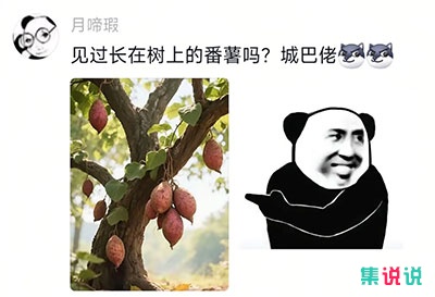 城巴佬是什么梗?