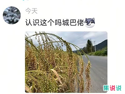 城巴佬是什么梗?