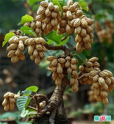 城巴佬是什么梗?