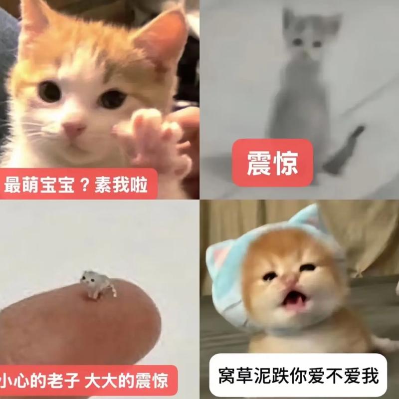哈基米是什么梗?