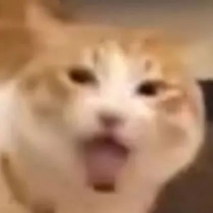 电子小猪是什么梗?