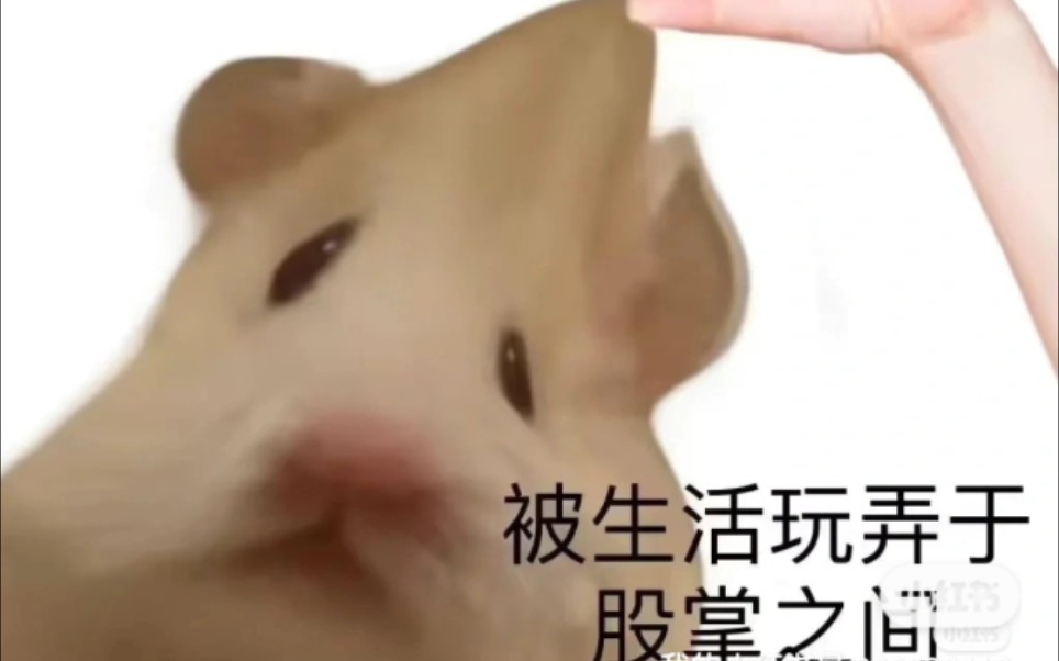 鼠鼠我呀是什么梗?