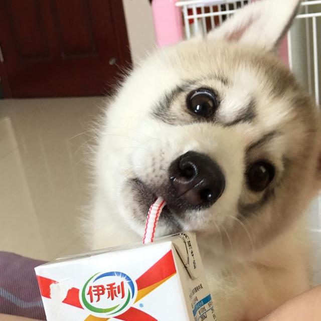 小馋猫是什么梗？