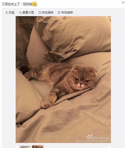 尿尿番/撒尿番/抖尿番是什么梗？