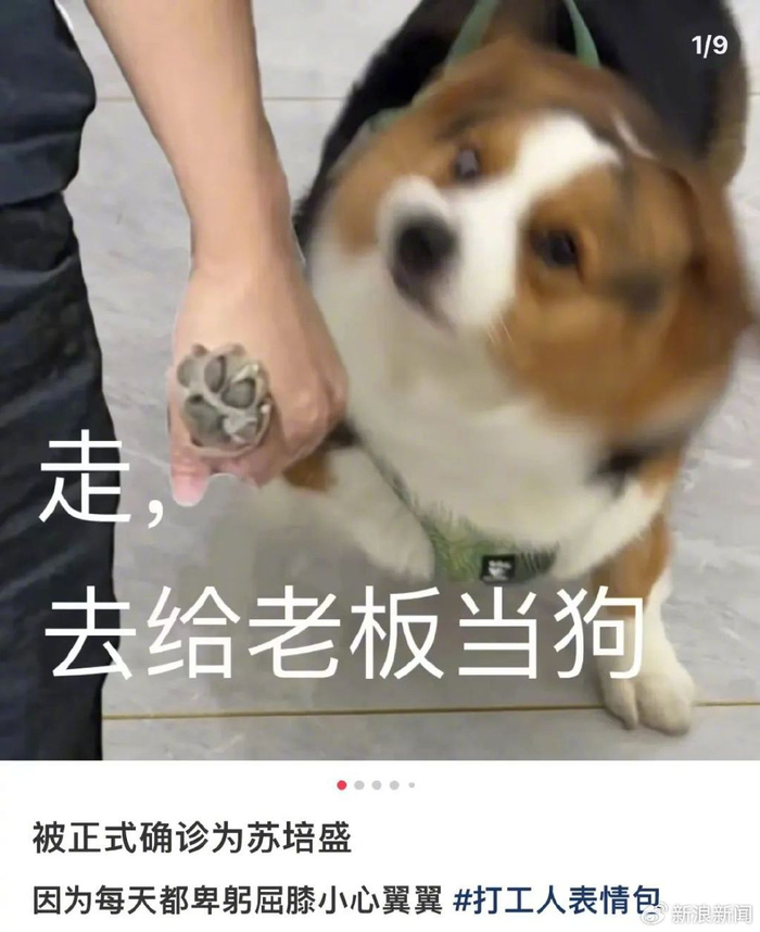 确诊式文学是什么梗?