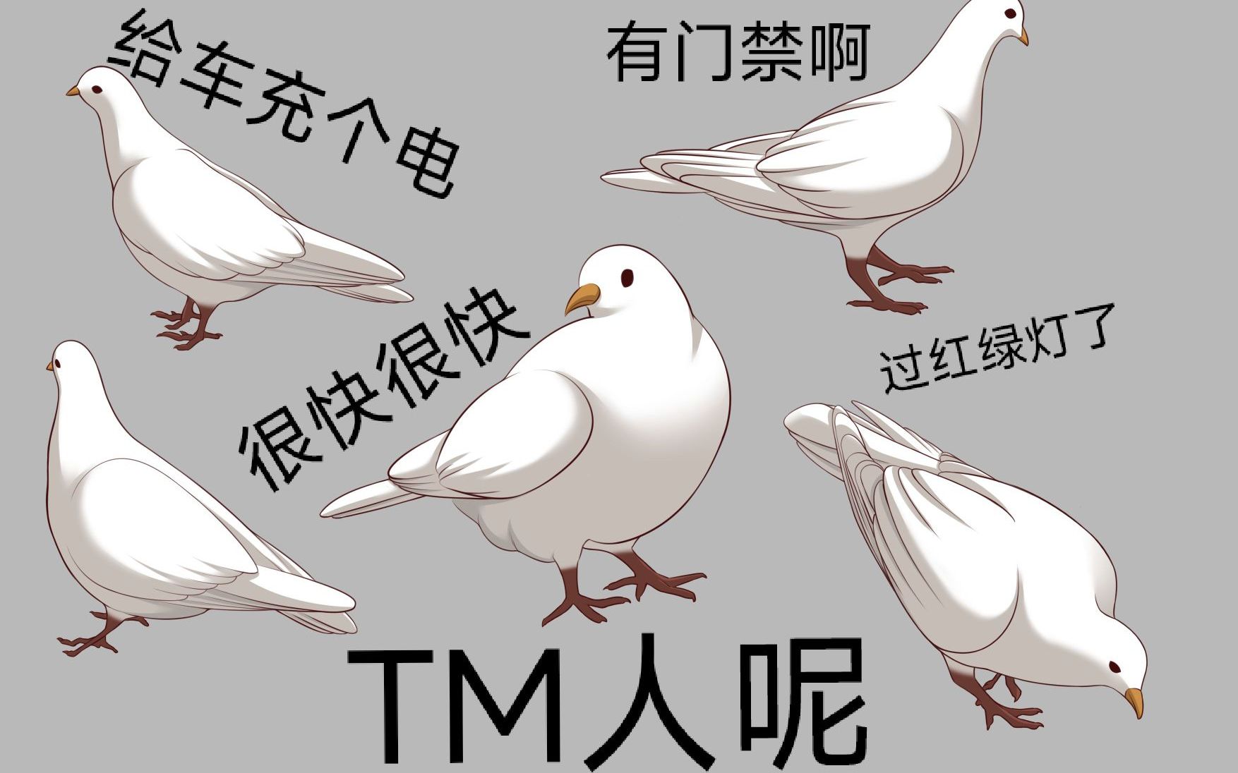 自鸽选手是什么梗?