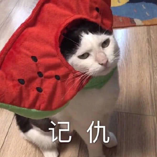 猫宁是什么梗？