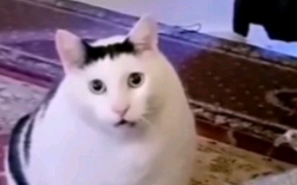 OceanCat是什么梗？