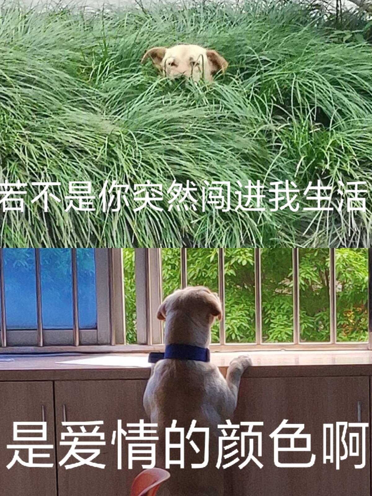 尝一下爱情的苦是什么梗?
