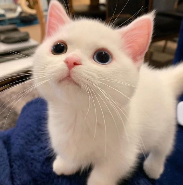 偷猫文学是什么梗？