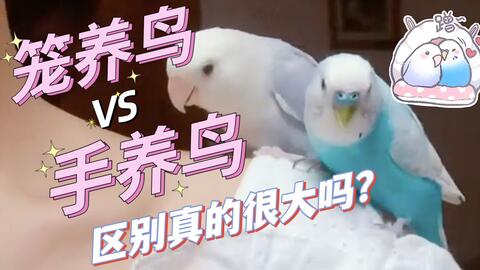养鸟是什么梗？