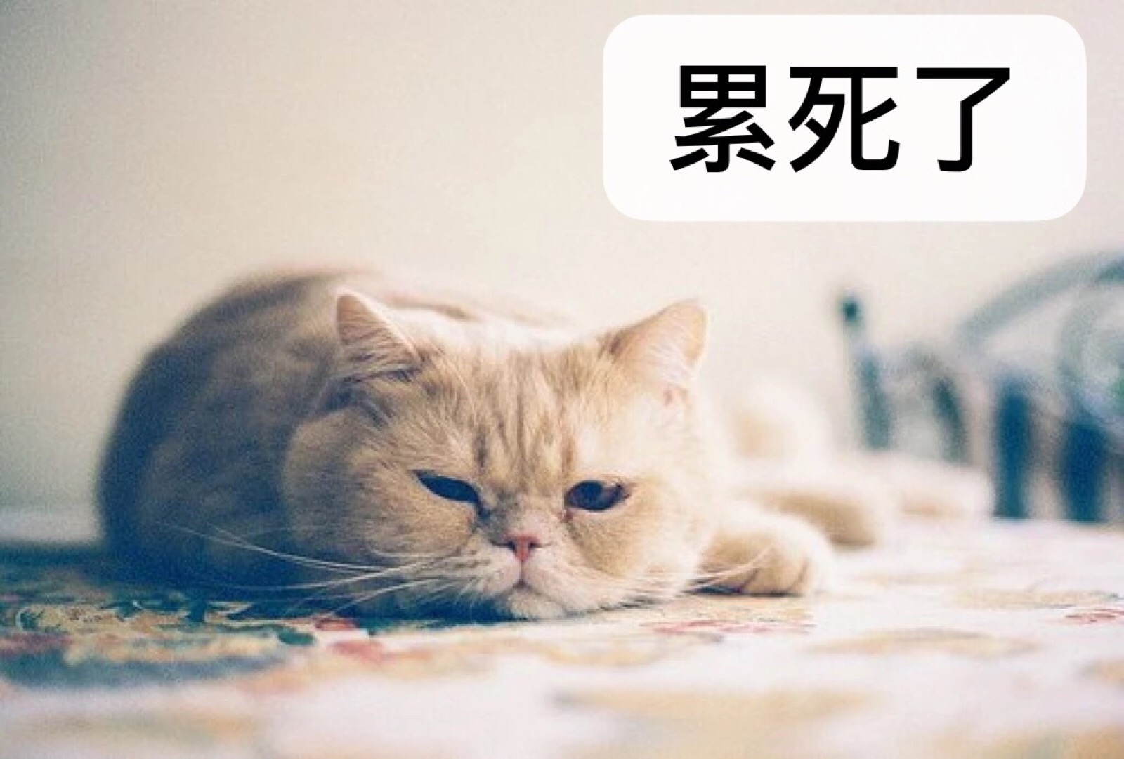 生活给我一拳，我躺下想讹他是什么梗？