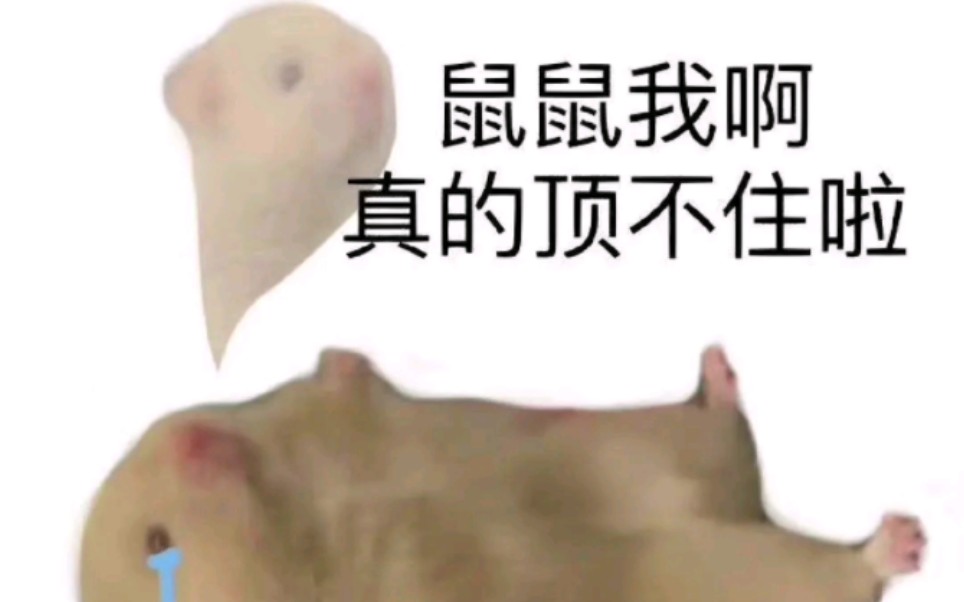 鼠鼠我啊是什么梗？
