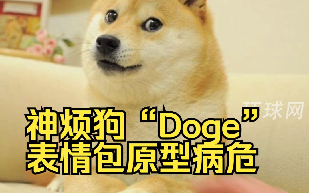 正式确诊为XX是什么梗?