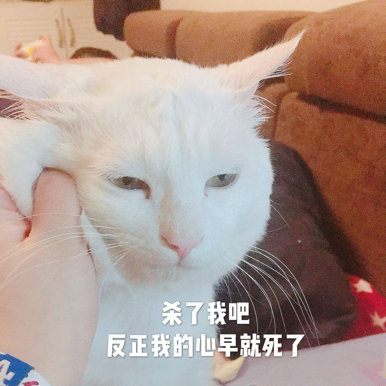 悬着的心终于死了是什么梗？