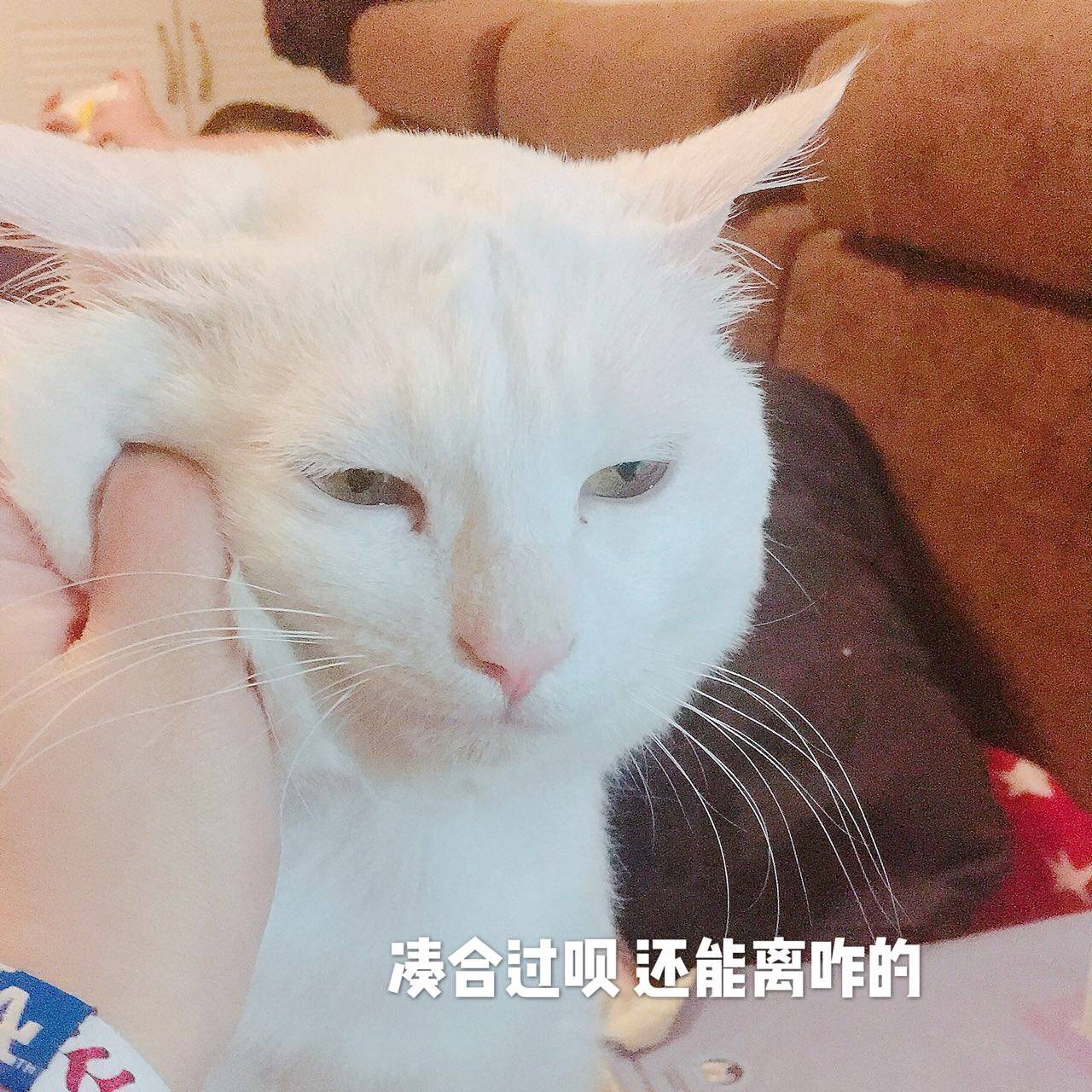 受着是什么梗?